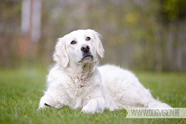 In de tuin | www.DOGvision.be |Golden retriever