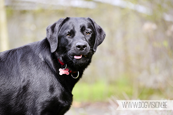 In de tuin | www.DOGvision.be | Black Labrador retriever