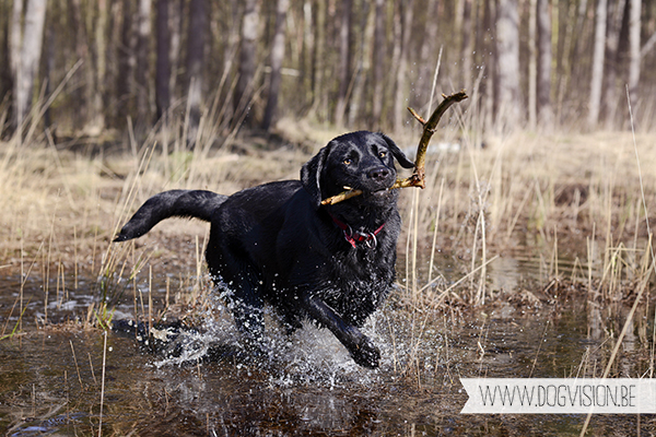 Full house | part 2 | www.DOGvision.be | Golden retriever & Labrador retriever visiting