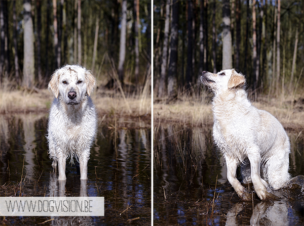 Full house | part 2 | www.DOGvision.be | Golden retriever & Labrador retriever visiting