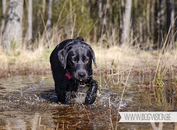 Full house | part 2 | www.DOGvision.be | Golden retriever & Labrador retriever visiting