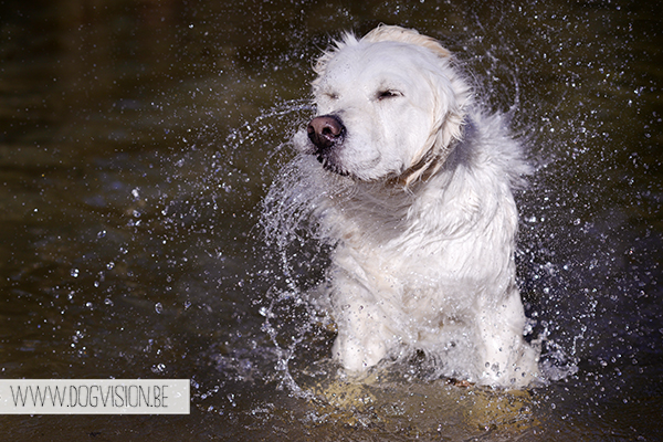 Full house | part 2 | www.DOGvision.be | Golden retriever & Labrador retriever visiting