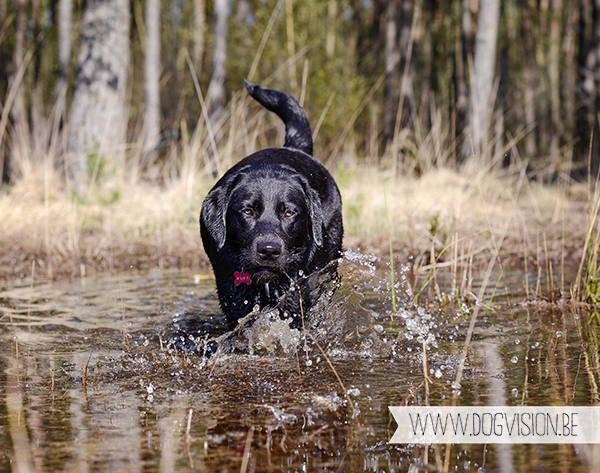 Full house | part 2 | www.DOGvision.be | Golden retriever & Labrador retriever visiting