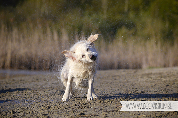 Nuna & Eclips (Black labrador retriever & Golden retriever) | www.DOGvision.be | dog photography