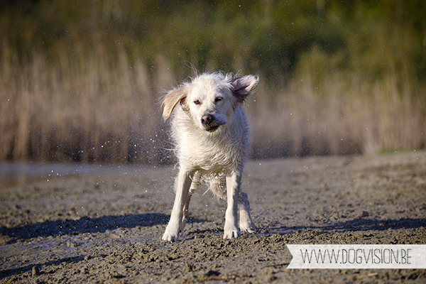 Nuna & Eclips (Black labrador retriever & Golden retriever) | www.DOGvision.be | dog photography