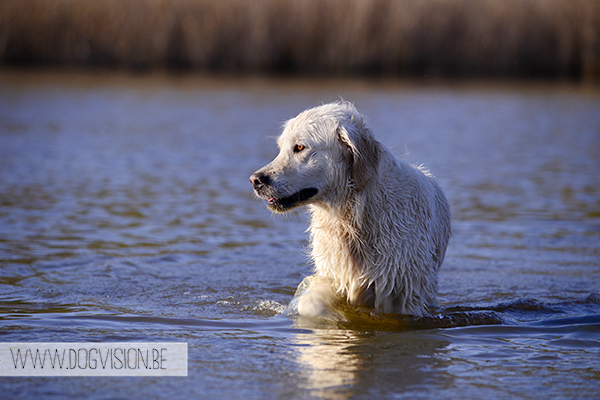 Nuna & Eclips (Black labrador retriever & Golden retriever) | www.DOGvision.be | dog photography