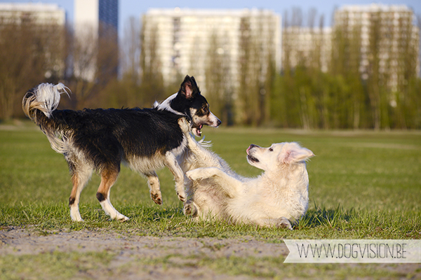 Nuna & Eclips (Black labrador retriever & Golden retriever) | www.DOGvision.be | dog photography