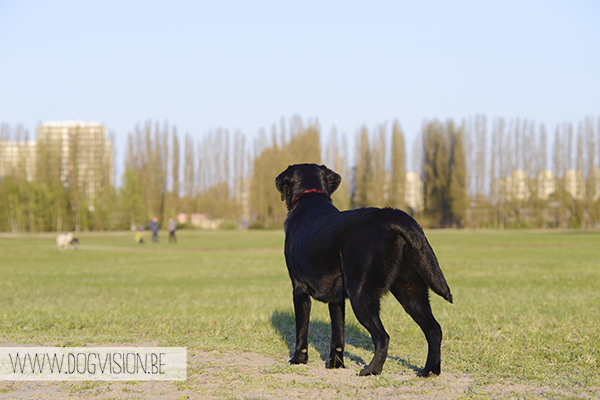 Nuna & Eclips (Black labrador retriever & Golden retriever) | www.DOGvision.be | dog photography