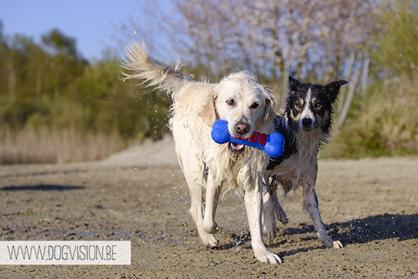 Nuna & Eclips (Black labrador retriever & Golden retriever) | www.DOGvision.be | dog photography