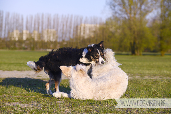 Eclips (Golden retriever) | www.DOGvision.be | dog photography