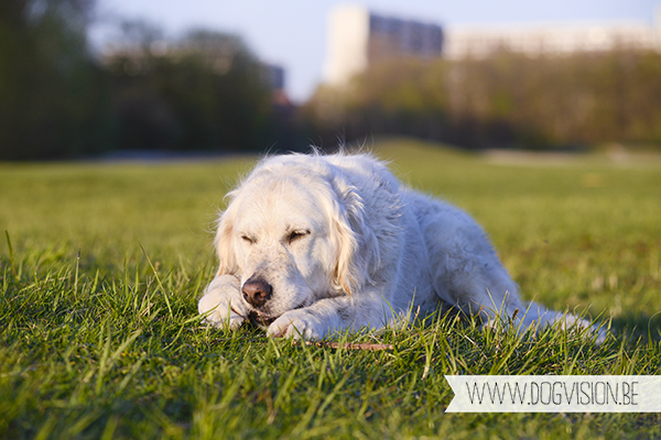 Nuna & Eclips (Black labrador retriever & Golden retriever) | www.DOGvision.be | dog photography