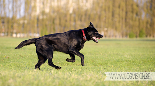 Nuna & Eclips (Black labrador retriever & Golden retriever) | www.DOGvision.be | dog photography