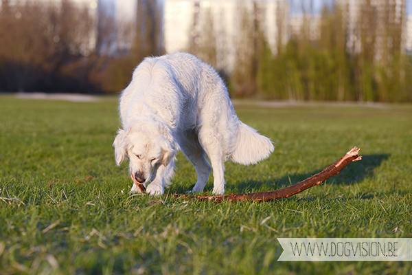 Eclips (Golden retriever) | www.DOGvision.be | dog photography