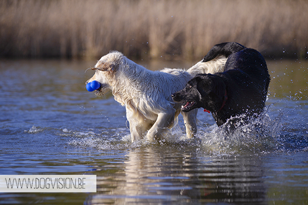 Nuna & Eclips (Black labrador retriever & Golden retriever) | www.DOGvision.be | dog photography