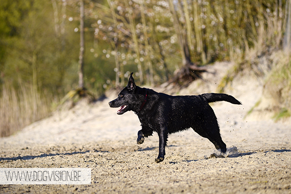 Nuna & Eclips (Black labrador retriever & Golden retriever) | www.DOGvision.be | dog photography