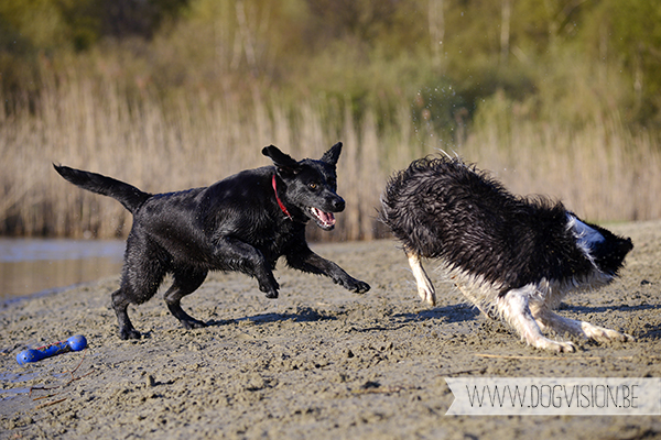 Nuna & Eclips (Black labrador retriever & Golden retriever) | www.DOGvision.be | dog photography