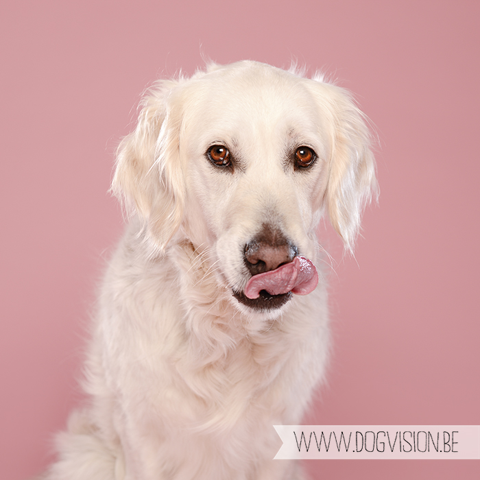 #TongueOutTuesday (18) | www.DOGvision.be | Golden retriever Eclips