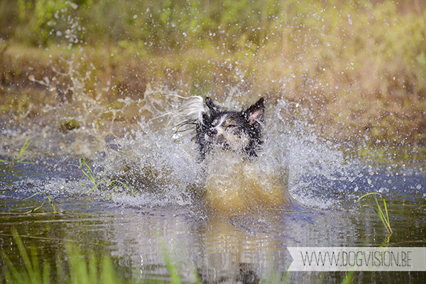 Mogwai | Border Collie | www.DOGvision.be | dog photography | hondenfotografie | Belgium