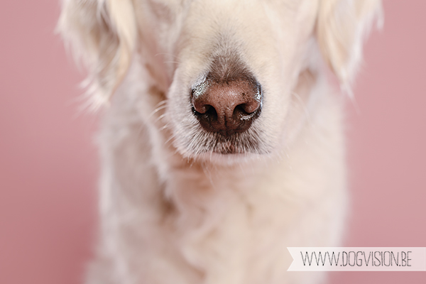 Eclips | Golden retriever | www.DOGvision.be | dog photography (hondenfotografie)