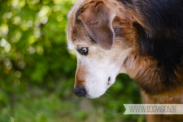 Ziggy | 8 mei| Mutt | www.DOGvision.be | Dog Photography