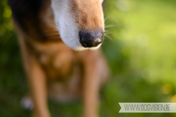 Ziggy | 8 mei| Mutt | www.DOGvision.be | Dog Photography