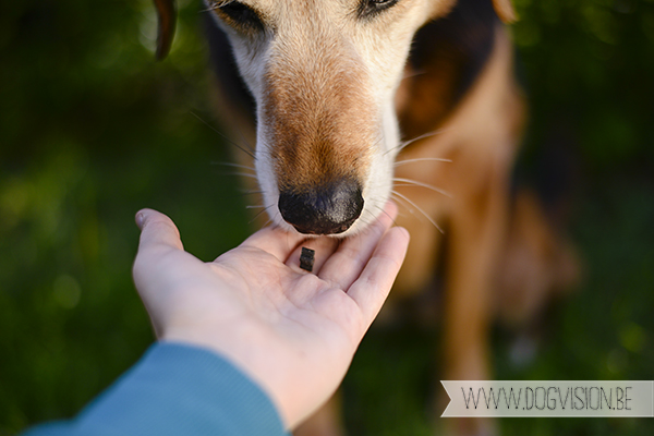 Ziggy | 8 mei| Mutt | www.DOGvision.be | Dog Photography