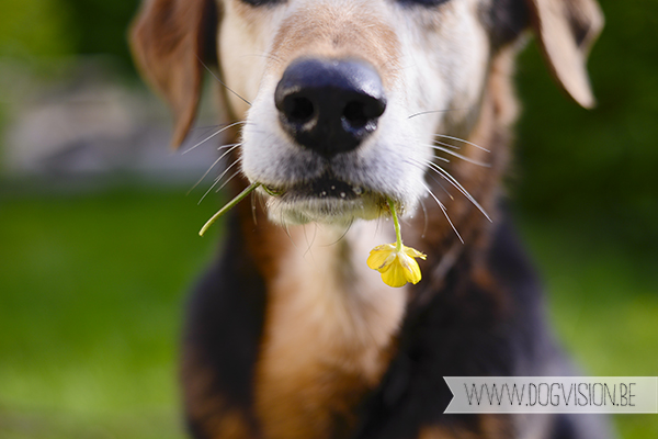 Ziggy | mixed breed senior dog | dog photography | www.DOGvision.be