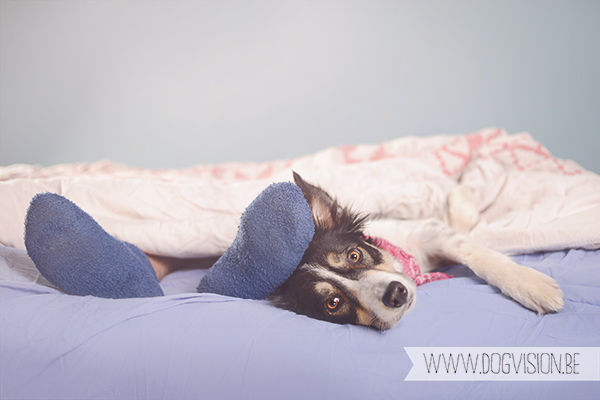 Lazy (sun)day | MOgwai | Border Collie | www.DOGvision.be | dog photography