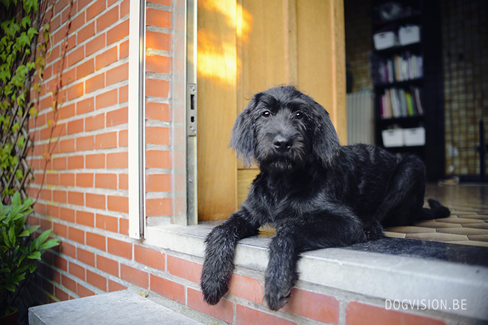 Oya | labradoodle | Assistance dog | DOGvision.be | Dog photography