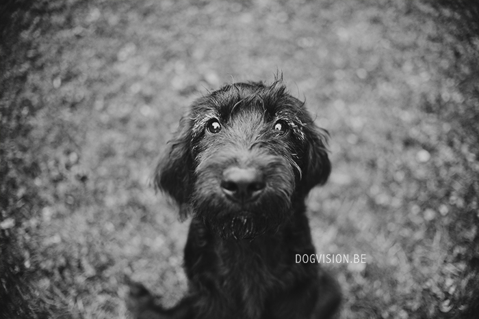 Oya | labradoodle | Assistance dog | DOGvision.be | Dog photography