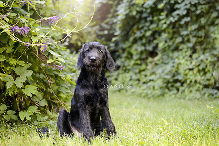 Oya | labradoodle | Assistance dog | DOGvision.be | Dog photography