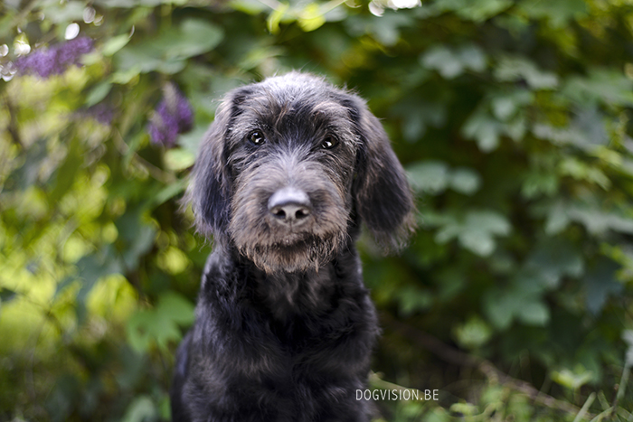 Oya | labradoodle | Assistance dog | DOGvision.be | Dog photography