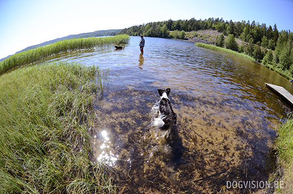 Road trip Sweden with dogs | www.DOGvision.be | dog photography