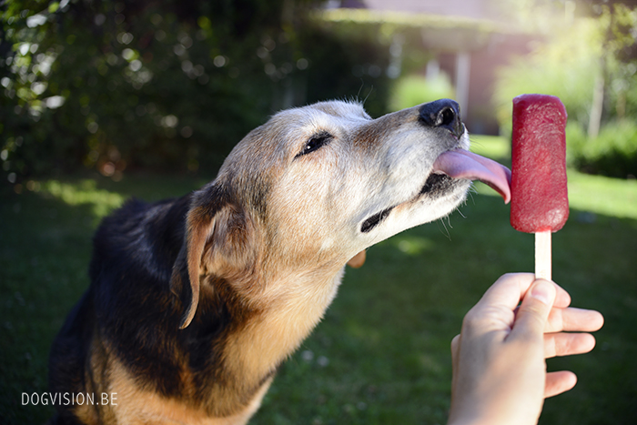 #icelollylicks | Muttbut Ziggy | www.DOGvision.be  | dog photography