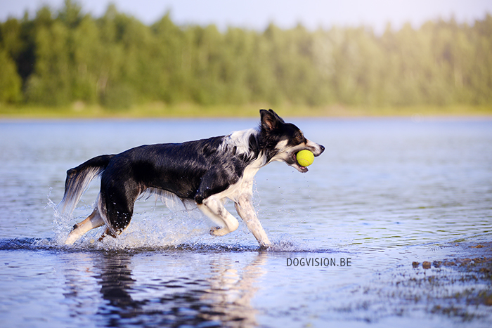 Summer Days | DOGvision | www.DOGvision.be | dog photography