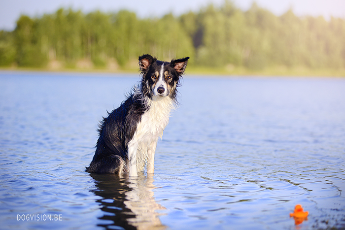 Summer Days | DOGvision | www.DOGvision.be | dog photography