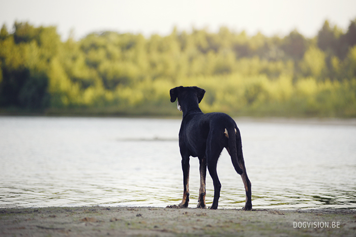 Summer Days | DOGvision | www.DOGvision.be | dog photography