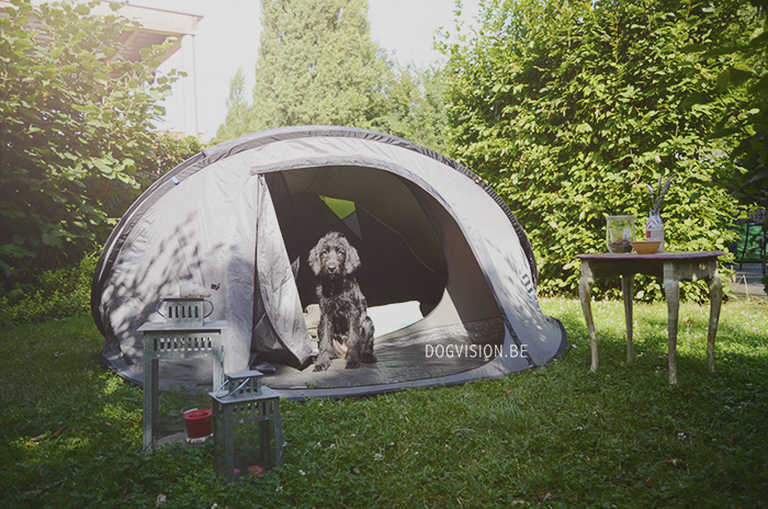 Oya | Labradoodle | www.DOGvision.be | dog photography