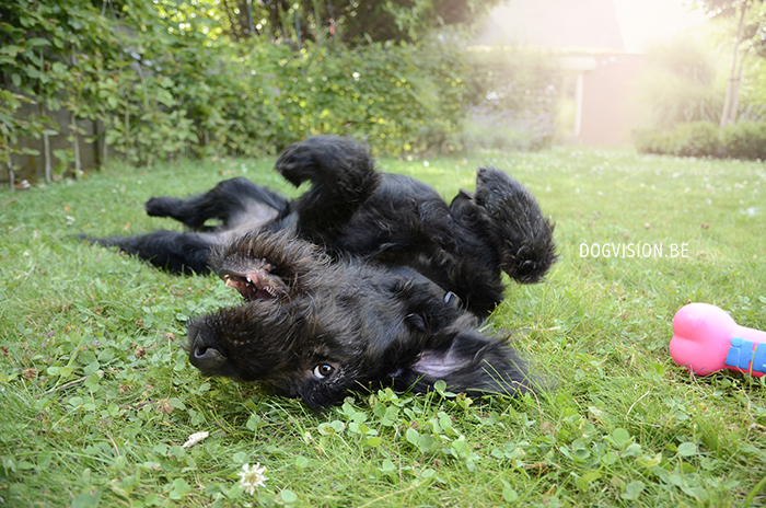 Oya | Labradoodle | www.DOGvision.be | dog photography