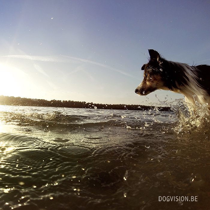 Summer Days | DOGvision | www.DOGvision.be | dog photography