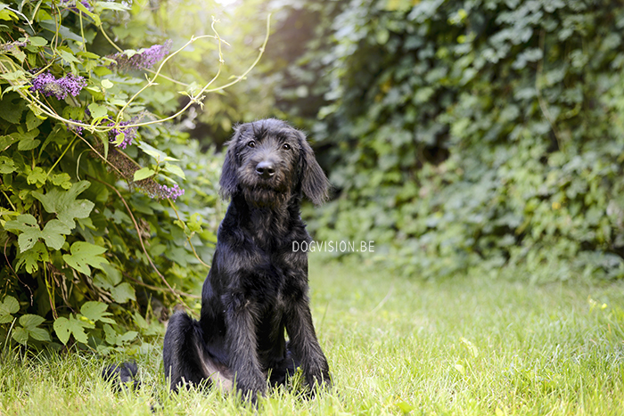 Oya: Labradoodle : www.DOGvision.be | dog photography