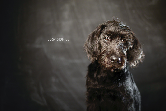 Oya: Labradoodle : www.DOGvision.be | dog photography