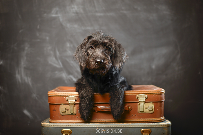 Oya: Labradoodle : www.DOGvision.be | dog photography