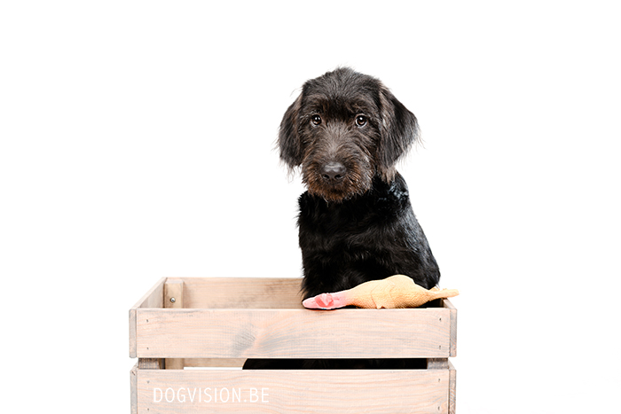 Oya: Labradoodle : www.DOGvision.be | dog photography