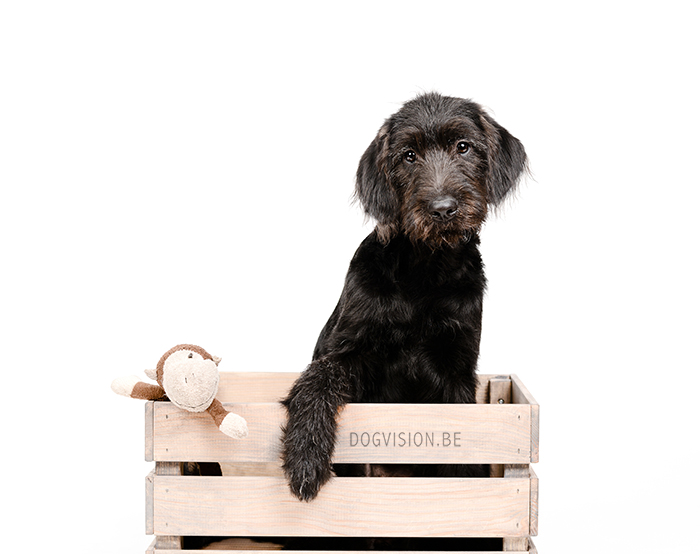 Oya: Labradoodle : www.DOGvision.be | dog photography