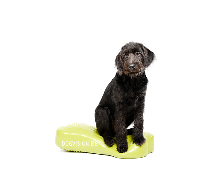 Oya: Labradoodle : www.DOGvision.be | dog photography