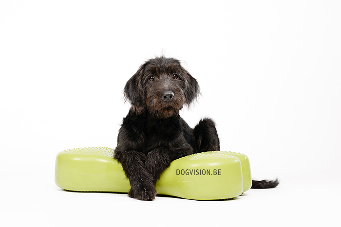 Oya: Labradoodle : www.DOGvision.be | dog photography