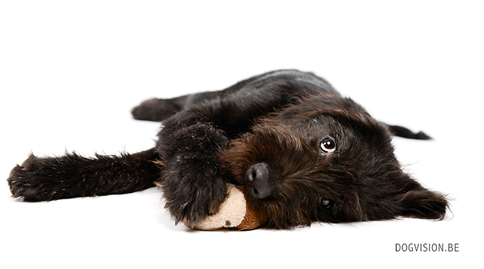 Oya Labradoodle | www.DOGvision.be | dog photography