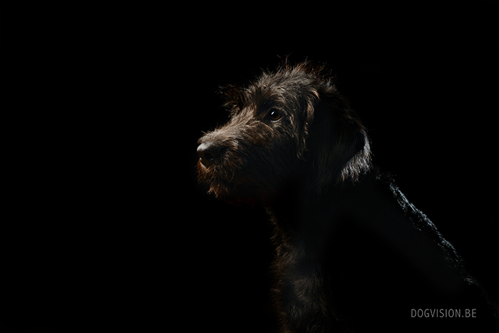 Oya Labradoodle | www.DOGvision.be | dog photography