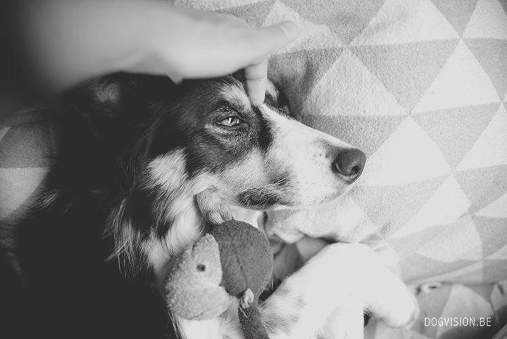 Sleeping Mogwau | Border Collie | DOGvsion.be | dog photography | behind the scenes